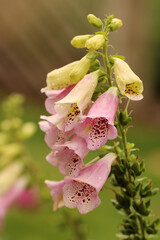 pink foxglove flower blooms © SD3Creative.com