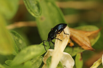 Fototapeta premium bordered plant bug macro Hemiptera-Heteroptera-Largidae-Largus NYMPH