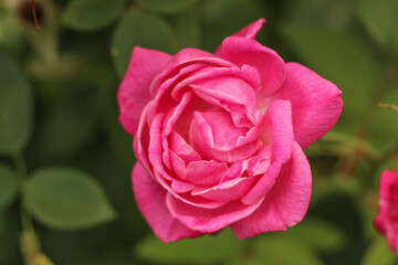 pink flower rose