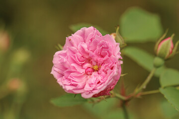 pink rose flower petals