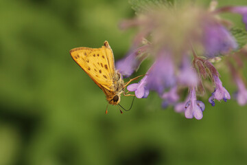 Fiery skipper butterfly moth on flower macro