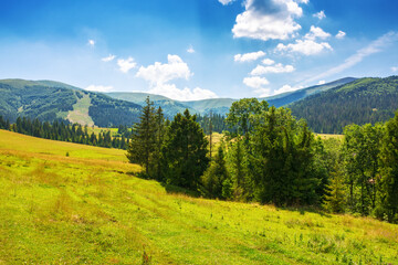 mountainous rural landscape in summer. carpathian countryside of ukraine with forest on the grassy meadow. pasture on the distant hills. sunny scenery with fluffy clouds on the sky in afternoon light