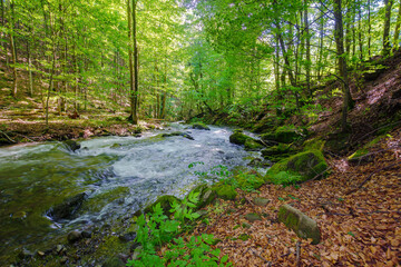 forest river in spring. water flows among the shore with mossy rocks. refreshing nature background. beautiful scenery in ukrainian carpathians on a sunny day