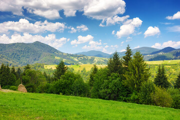 pasture and forest on the hill. sunny summer weather in carpathian mountains, ukraine. green countryside scenery. puffy cumulus clouds on the blue sky. vacation and tourism season