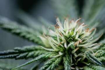 Macro detail of new cannabis flower pistils