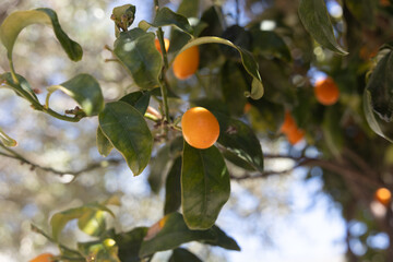 Orange tree