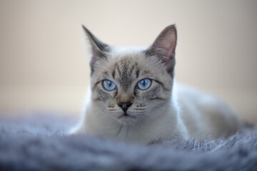 Siam Katze liegt auf dem Teppich 