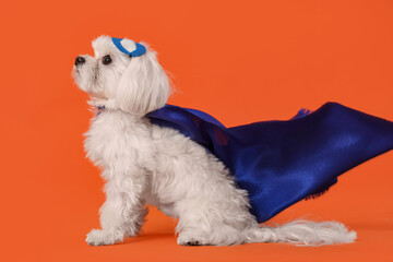 Cute little dog in superhero costume on orange background