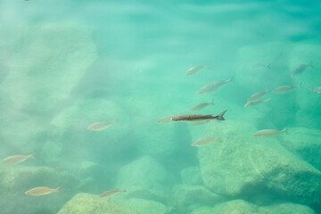 Tropical fish in sea water as background.