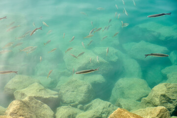 Tropical fish in sea water as background.