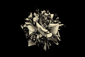Rose in black and white with dark background.