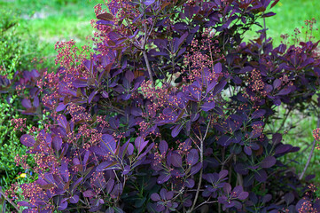Cotinus coggygria smoketree Royal purple