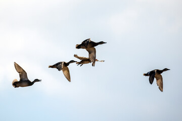 Five wild ducks fly in the sky