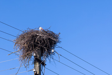 Stork nest is on a power line pole