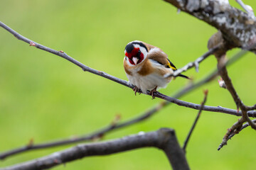 Little bird is on the tree branch over blurred background. The European goldfinch