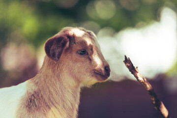 Portrait von einem Schaf auf dem Feld