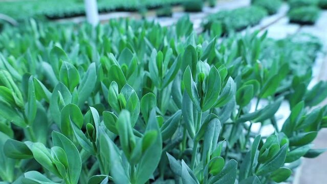 spring seedlings of eustoma seedlings