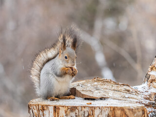 A squirrel sits on a stump and eats nuts in autumn.