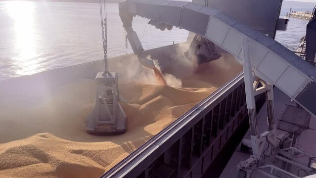  Close up open hold of a ship is loaded with grain using port cranes and a silo belt. Loading grain and wheat onto a dry cargo ship