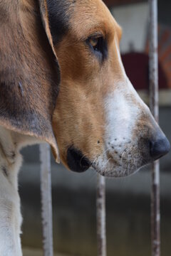 Chien au chenil