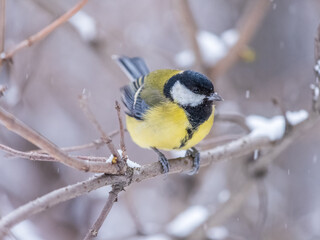 Cute bird Great tit, songbird sitting on the fir branch with snow in winter