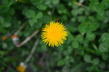 A yellow dandelion photographed from above. The green leaves can be seen blurred in the background.