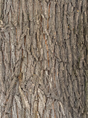 The texture of the bark of an old willow. Detailed bark texture. Natural background
