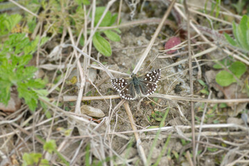 Grizzled Skipper (Pyrgus malvae) butterfly sitting on the ground in Zurich, Switzerland