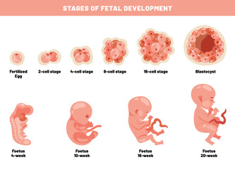 Fetal Development Of An Embyrio