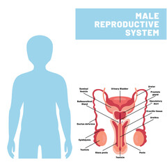 The Reproductive System of Human