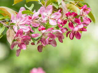 Fresh pink flowers of a blossoming apple tree with blured background
