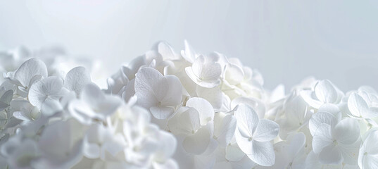 Close-Up of White Hydrangeas on White Background