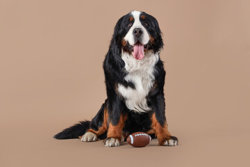 Cute Bernese mountain dog with rugby ball on beige background