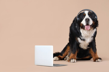 Cute Bernese mountain dog in headphones with laptop on beige background