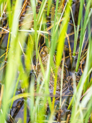 A large green frog sits in the marsh.