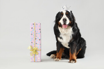 Cute Bernese mountain dog in party crown with gift box on grey background