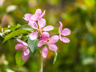 Fresh pink flowers of a blossoming apple tree with blured background