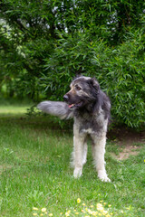 Earless large gray fluffy dog ​​in the garden in summer. The dog opened its mouth and stuck out its tongue. The Caucasian Shepherd is shedding.