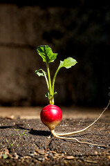 Red radish with green leaves growing out of it's roots.