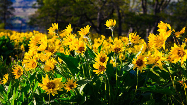 Large group of arrowleaf balsamroot in Columbia Gorge during spring