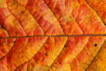 Leaf texture close up multicolor background. Vibrant red and yellow textured surface of leaves with veins. Autumn vibes printable paper backdrop.