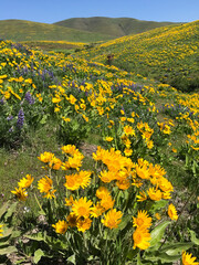 Hillside of yellow arrowhead balsamroot and purple lupine with blue sky in lush landscape in the Columbia Gorge in the Pacific Northwest