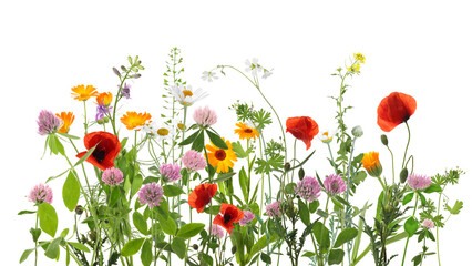 Colorful meadow flowers on white background, banner design