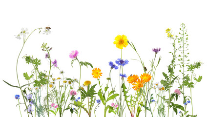 Colorful meadow flowers and bee on white background, banner design