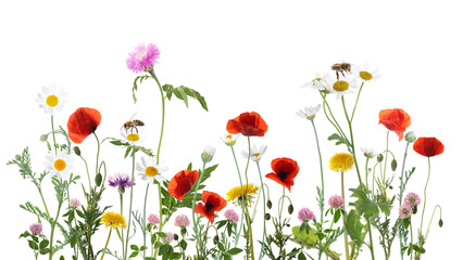 Fototapeta premium Colorful meadow flowers and bees on white background, banner design