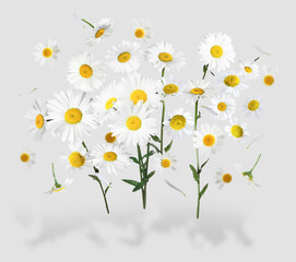 Many chamomile flowers in air on light grey background