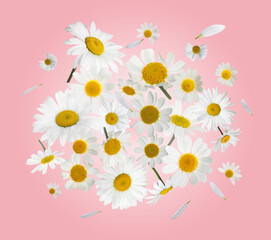 Many chamomile flowers in air on pink background