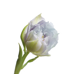 Beautiful light blue tulip isolated on white. Bright flower