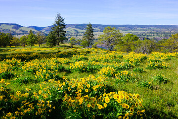 Mass of yellow arrowleaf balsamroot flowers in spring above Columbia Gorge in Oregon