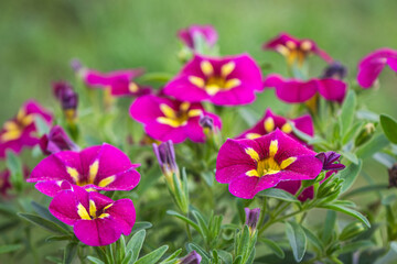 Obraz premium blooming colorful petunia flowers
